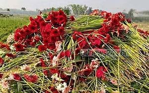 সেই সব বাহারি ফুল এখন পশুখাদ্য