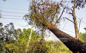 সঞ্চালন লাইনে গাছ পড়ে রাঙামাটির তিন উপজেলা বিদ্যুৎহীন