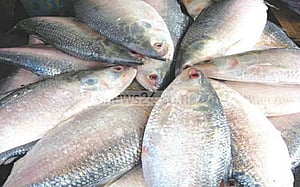 ঝাঁকে ঝাঁকে ইলিশ ধরা পড়ছে বরগুনায়