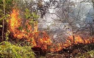 লাউয়াছড়া বনে অগ্নিকাণ্ড