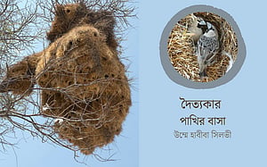 যে পাখির বাসার ভারে নুয়ে পড়ে গাছ