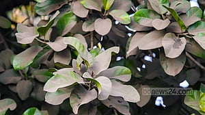 ধুলায় ধূসর সবুজ