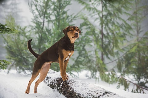 A Dog's Way Home Review