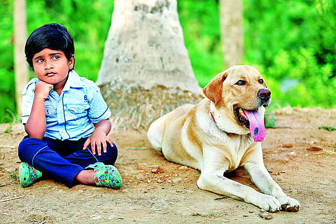Bow Bow, not your average dog film