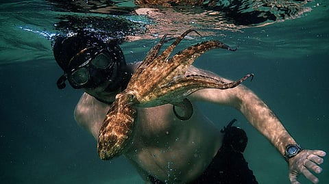 Home Theatre: My Octopus Teacher - Between man and mollusc