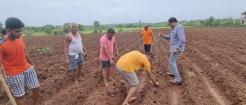 सामुकरित्या हळद लागवड करताना शेतकरी