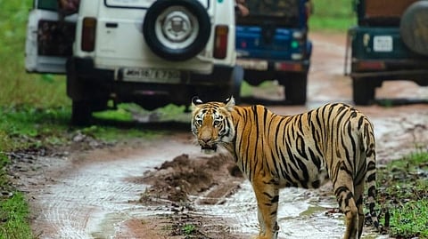 Tadoba Andhari National Park