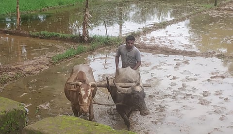 Kashinath Waman Pednekar