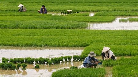 Goan farming fields under water due to flood