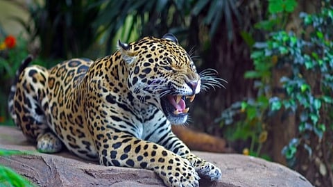 Leopard was seen in Goa