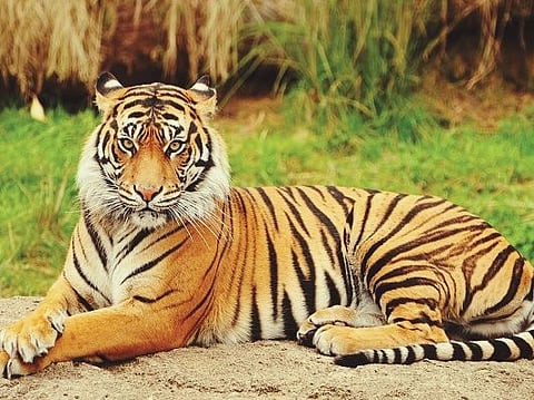Goa: Bangal Tiger