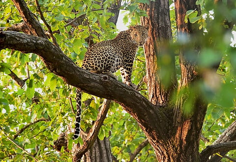 Goa awaits Jungle Corridor for wild animals (Representative image) 