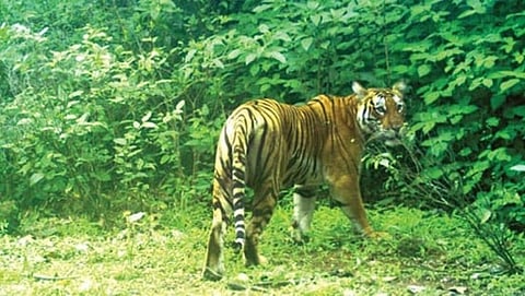 Surla Sattari- Tiger