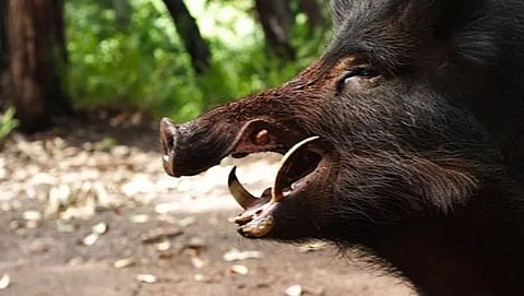 Pig in Goa
