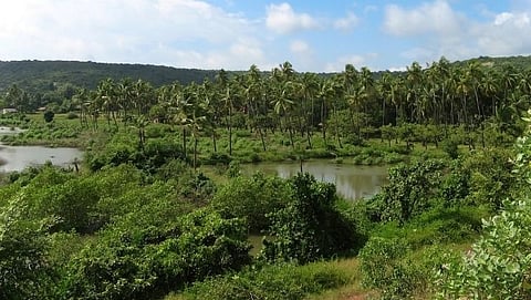 Goa Forest