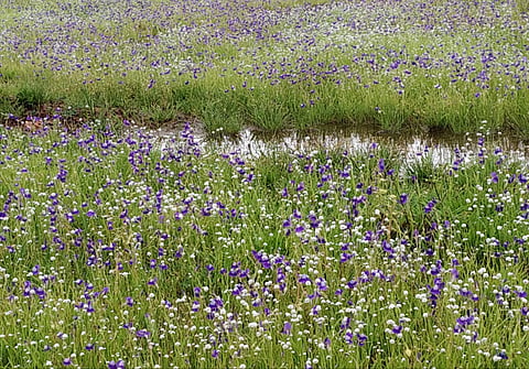 Utricularia