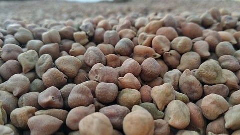 Central government will buy green and black gram from farmers in Karnataka