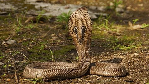Representative image of Cobra
