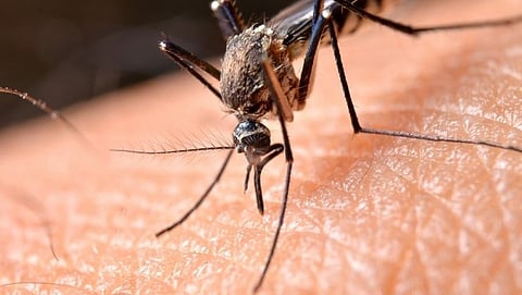 Why do mosquitoes