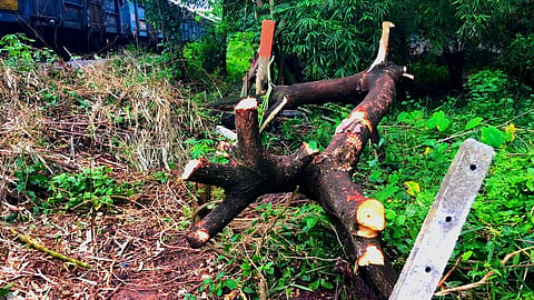 Tree cutting in goa