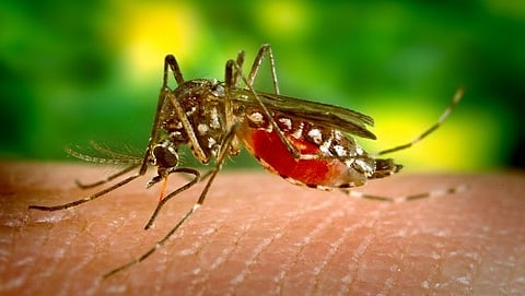Dengue Health Tips