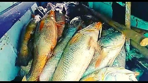 In Palghar a fisherman became a millionaire