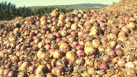 पाऊस आणि ओल्या वाऱ्यांनी पिकाचे नुकसान