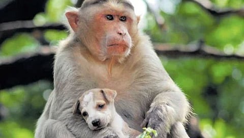 Monkey