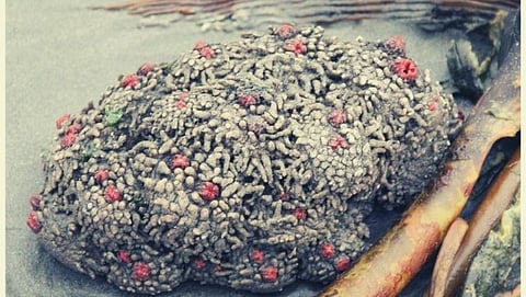 Pyura Chilensis stone