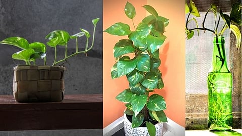 Don't make these mistakes if you have a money plant in your home