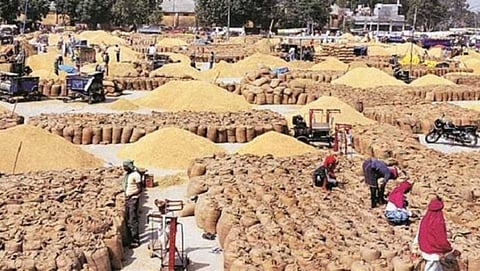 रब्बी हंगामातील पिके 