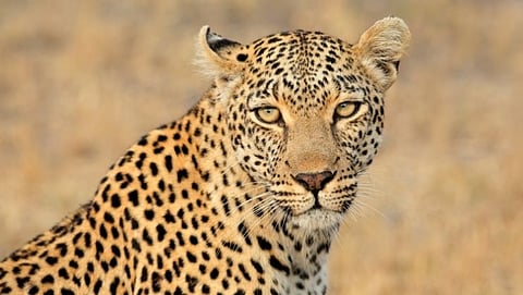 Leopard 