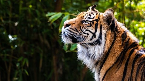 Tigar