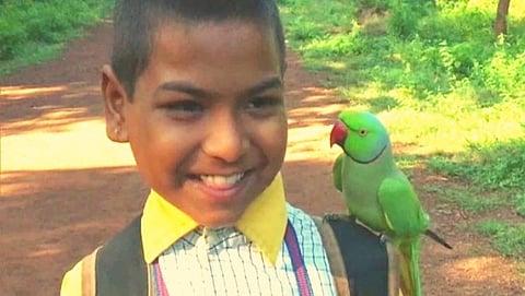 शाळकरी मुलगा आणि पोपट यांची मैत्री 