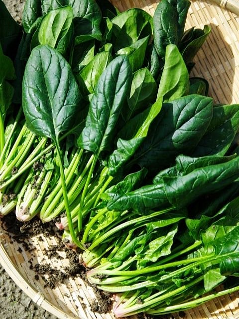 Spinach Juice