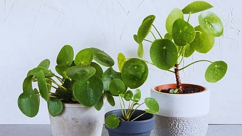 Coin plant is more effective than money plant, it will eliminate financial problems at home