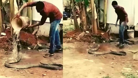 Video of a man bathing a cobra goes viral 