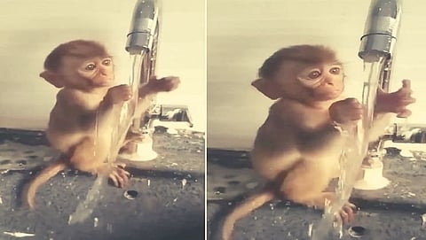 Monkeys