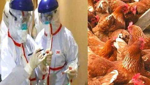 H5 bird flu