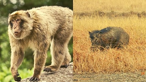 Animals 
