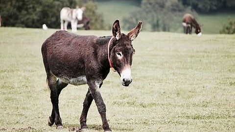 Donkey milk