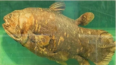 Fish