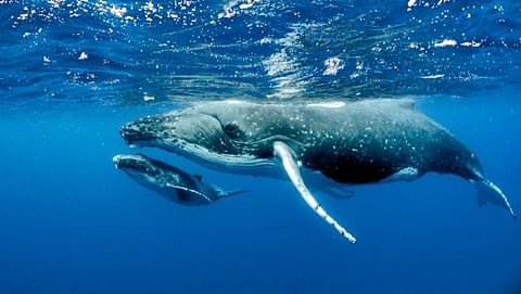 Whale 