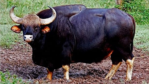 Gaur Found Dead near Goa Border