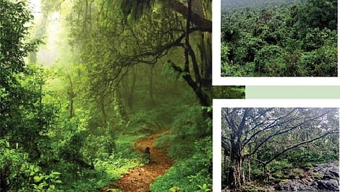  Goa forest  third ranks in the country