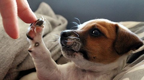Animals