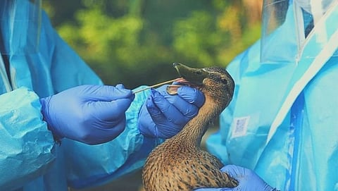 Avian influenza