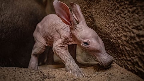 Dobby