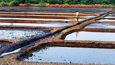 Goa Salt Farmer News Update