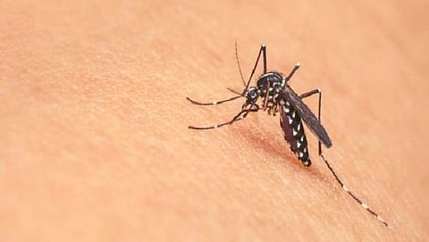 Zika Virus